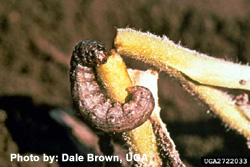 Cutworms